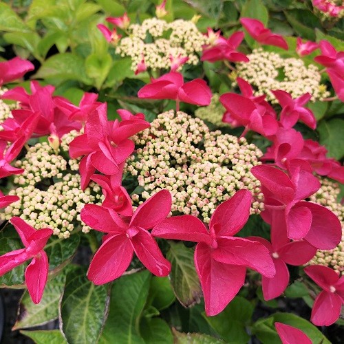 HYDRANGEA STRAWBERRIES & CREAM